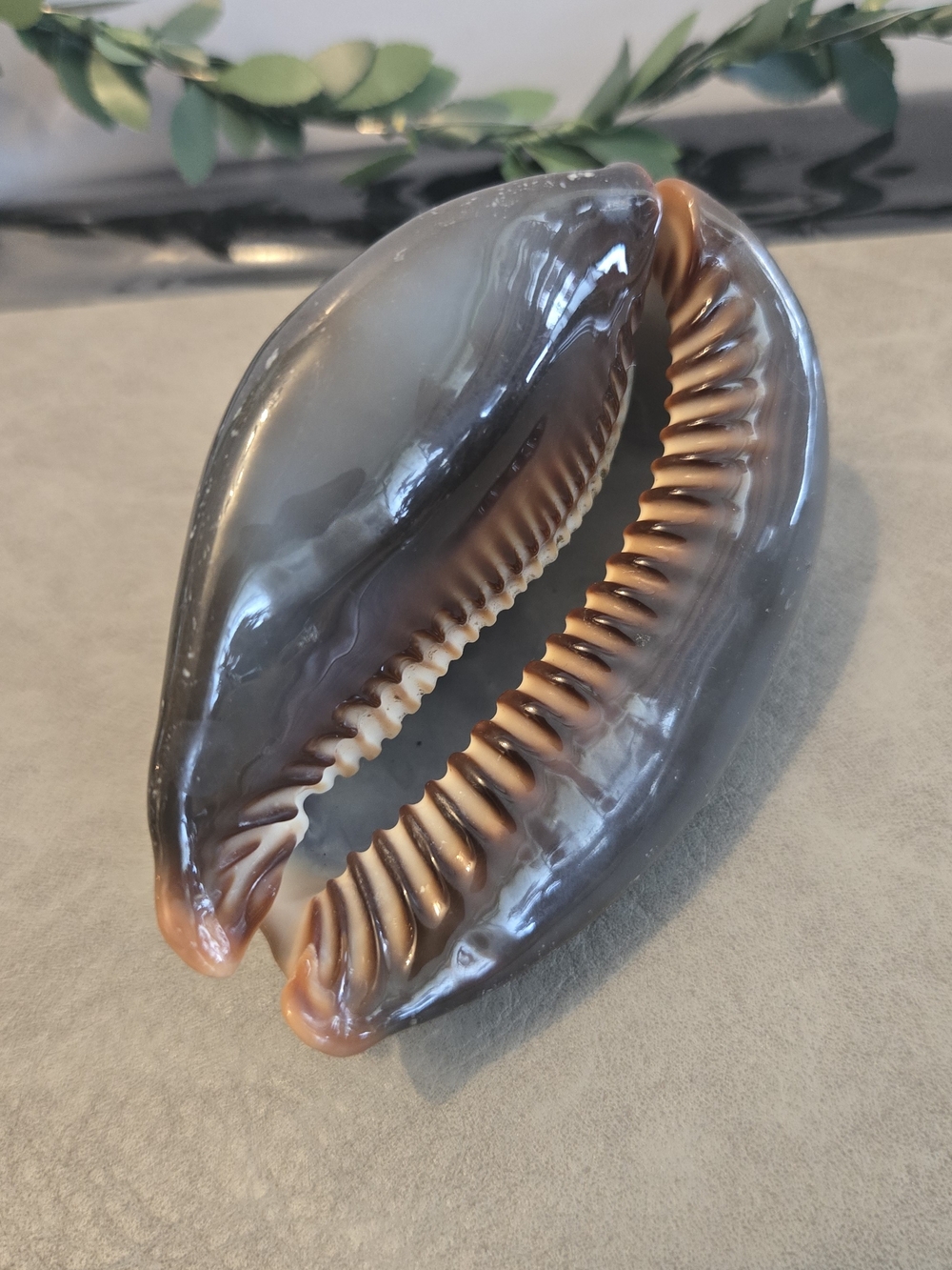 🐚 Panther Cowrie Shell Cypraea pantherina Collector Display